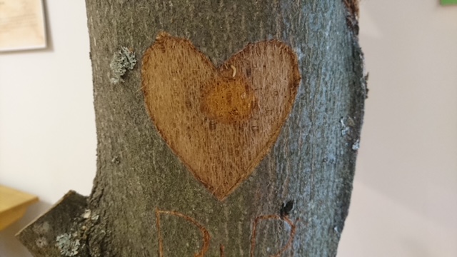 Wald mit allen Sinnen Titelblatt der Broschüre