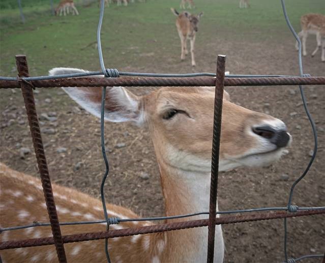 Wildpark_Hauptendorf Titelblatt der Broschüre